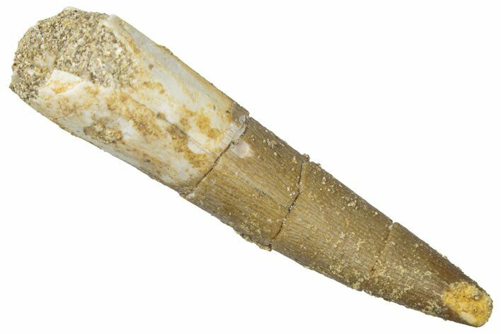 Fossil Plesiosaur (Zarafasaura) Tooth - Morocco #298297